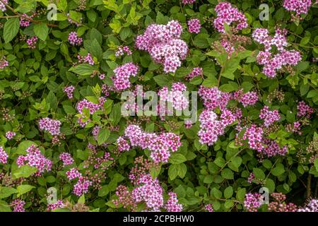 Violette Blüten der Spirea, Spar, Spierstrauch (Spiraea japonica), Bayern, Deutschland, Europa Stockfoto