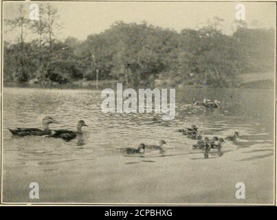 . Unsere Wildvögel und Watvögel . nd und entscending zu dem kleinen Teich, an dem wir standen, 70 JUNGE ENTEN AUF DEM TEICH, als sie meine Anwesenheit entdeckten, und mit lautquawks kletterten hoch in der Luft und waren bald außer Sichtweite. Sie werden wieder gut kommen, sagte der Hüter. Viele Wildenten werden heute im New YorkZoological Park und im Central Park, New York, gezüchtet. Diese Vögel haben gelernt, dass sie sicher in der Gegenwart der Besucher der Parks sind, und obwohl sie fliegen und einige, ohne Zweifel, Wüste, sie sind leicht zugänglich.Wilde Enten, die Enten auf den Konserven besuchen bald kommen Co Stockfoto