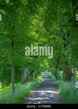 Kurfürstenallee, Lindenallee, Marktoberdorf, Allgäu, Schwaben, Bayern, Deutschland, Europa Stockfoto