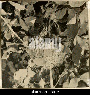 . Vögel von South Dakota. Anmerkungen und Weben Fähigkeit. Das Weibchen ist oben olivgelb und unten dullyellow, mit schwarzen Markierungen. Die Jungen des ersten Jahres sind wie das Weibchen, aber mit einer schwarzen Kehle. 507. Baltimore Oriole (Icterus galbula.) Die Baltimore ist der erfahrenste Weber der Stare, sowie die schönste in der Färbung und die meisten accom-plaished in Song. Sein langes Anhängernest befindet sich in der Baumspitze, wo er häufiger gehört als gesehen wird. Aber mit seinem tief orangenen Körper, kontrastierend mit seinem schwarzen Kopf, Flügeln und mittleren Schwanzfedern, ist es für ihn schwieriger Stockfoto