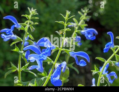 Blauer Salbei, Salvia patens, Bayern, Deutschland, Europa Stockfoto