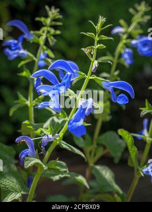 Blauer Salbei, Salvia patens, Bayern, Deutschland, Europa Stockfoto
