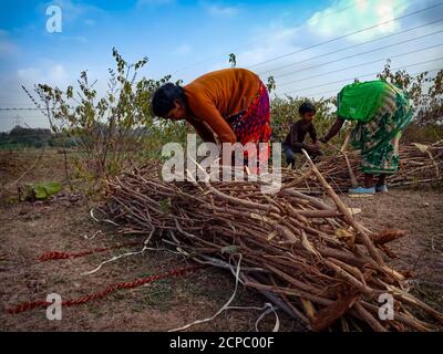 DISTRIKT KATNI, INDIEN - 01. JANUAR 2020: Eine indische Dorffrau, die Holzfeuerstöcke auf Waldgebiet am blauen Himmel im Hintergrund bindet. Stockfoto