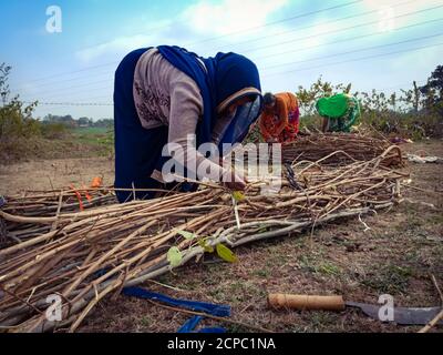 DISTRIKT KATNI, INDIEN - 01. JANUAR 2020: Eine indische Dorfarbeiterin bindet Holzfeuerstöcke auf Waldgebiet am blauen Himmel Hintergrund. Stockfoto