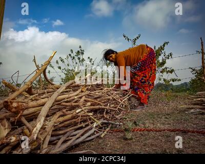 DISTRIKT KATNI, INDIEN - 01. JANUAR 2020: Eine indische Dorfdame, die Holzfeuerstäbe auf Waldgebiet am blauen Himmel im Hintergrund bindet. Stockfoto