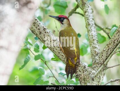 Männlicher Grünspecht (Picus viridis) auf einem Pappelzweig Stockfoto