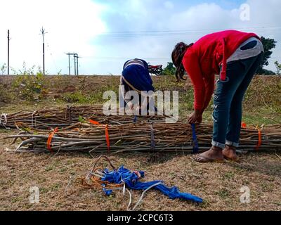 DISTRIKT KATNI, INDIEN - 01. JANUAR 2020: Zwei asiatische Dorf weibliche Bindung Holzhaufen Feuerstöcke auf Waldgebiet am blauen Himmel Hintergrund. Stockfoto