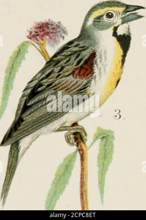 . Ein populäres Handbuch der Ornithologie des östlichen Nordamerikas. *■ A. Stockfoto