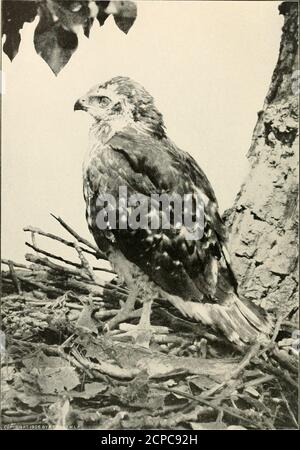 . Amerikanische Vögel, studierte und fotografiert aus dem Leben . Grosbeak Babys. Eine Familie von Schlieren 53 Schwarzkopf-Grosbeak (ZameloJia melanocephala): Männchen, Oberteile schwarz mit braunem Kragen und braun auf dem Rumpf; zwei weiße Flügelstangen; Kehle und Unterteile, reich orange-braun, am Bauch und unter den Flügeln zu zitronengelb wechselnd. Weiblich, einfarbig braun, Seitenstreifen; Kragen und Flügelstangen, mattweiß; gelblich auf Bauch und unter Flügeln. Bewohnt die westlichen Vereinigten Staaten. Nest und Eier ähnlich wie Rosenbrustgrosbeak. DER RED-TAILED HAWK. Ein tuu-gewachsener junger Reci-Schwanz.Iliu-Schwanz uiul eines ( arp slunviiig in Stockfoto