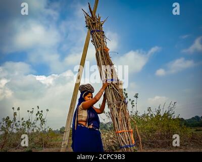 DISTRIKT KATNI, INDIEN - 01. JANUAR 2020: Eine indische Dorfdame pflückt Holzfeuerstöcke auf dem Kopf für den Transport im Waldgebiet bei BL Stockfoto