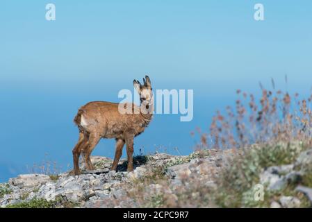 Junge Gämsen (Rupicapra rupicapra) im Olymp Stockfoto