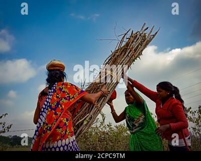 DISTRIKT KATNI, INDIEN - 01. JANUAR 2020: Drei indische Dorf weibliche Arbeit Kommissionierung hölzerne Feuerstöcke für den Transport auf Waldgebiet am blauen Himmel Stockfoto