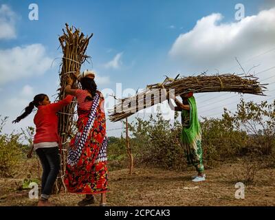 DISTRIKT KATNI, INDIEN - 01. JANUAR 2020: Gruppe von indischen Dorf weibliche Arbeiten Kommissionierung hölzernen Feuerstöcke für den Transport auf Waldgebiet bei blau Stockfoto