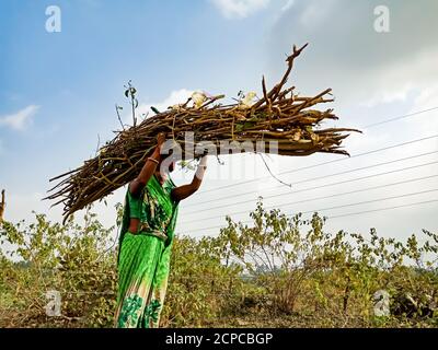 DISTRIKT KATNI, INDIEN - 01. JANUAR 2020: Eine indische Dorfdame hat Holzfeuerstäbe am Kopf für den Transport im Waldgebiet bei blu gehalten Stockfoto