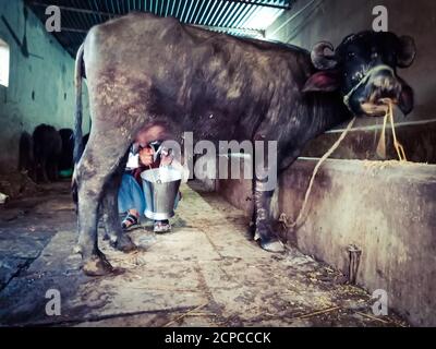 DISTRIKT KATNI, INDIEN - 04. JANUAR 2020: Ein Milchbauer melkt seine Büffel in seiner lokalen Milchfarm, einer indischen Farmszene. Stockfoto