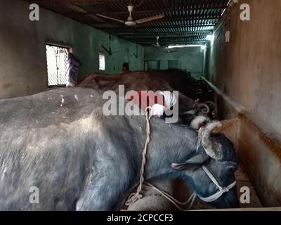 DISTRIKT KATNI, INDIEN - 04. JANUAR 2020: Ein Milchbauer melkt seine Büffel in seiner lokalen Milchfarm, einer asiatischen Farmszene. Stockfoto