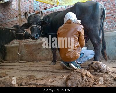 DISTRIKT KATNI, INDIEN - 04. JANUAR 2020: Ein indischer Milchbäuerjunge melkt seine Büffel in seiner lokalen Milchfarm, einer asiatischen Farmszene. Stockfoto