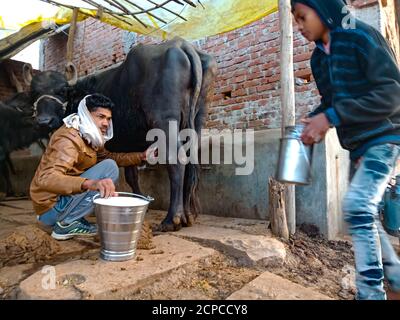 DISTRIKT KATNI, INDIEN - 04. JANUAR 2020: Indische Milchbauern melken seinen Büffel in seiner lokalen Milchfarm, einer asiatischen Farmszene. Stockfoto