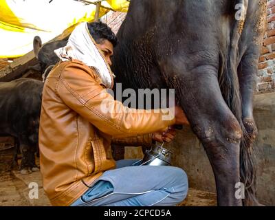 DISTRIKT KATNI, INDIEN - 04. JANUAR 2020: Ein indischer Milchbauer melkt seinen Büffel in seiner lokalen Milchfarm, einer asiatischen Farmszene. Stockfoto