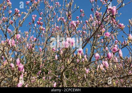 Frühlingsblumen Köpfe einer sommergrünen Untertasse Magnolia Baum (Magnolia x soulangeana 'Rustica Rubra') Wächst in einem Country Cottage Garden in Cornwall Stockfoto