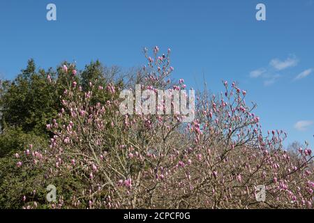 Frühlingsblumen Köpfe einer sommergrünen Untertasse Magnolia Baum (Magnolia x soulangeana 'Rustica Rubra') Wächst in einem Country Cottage Garden in Cornwall Stockfoto