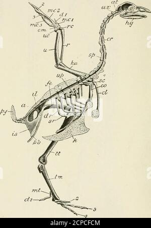 . Die Struktur und das Leben der Vögel . Abb. 2. - Skelett des Geflügels (nach Marshall und Hurst).A, acetabulum ; at, atlas vertebra ; Axt, Achse vertebra ; cl, clavicle ; cm, carpo-metacarpus ; Co, coracoid ; cr, zervikale Rippe ; n i, 2, 3, 4, Digits ; dr, dorsal Rib;he, femur; hu, humerus; hy, Hyoidknochen, das die Zunge unterstützt ; il, ilium;is, ischium ; k, Kiel des Sternums ; mc, 1,2, 3, Metacarpals; MT, erstes Metatarsal;pb, pubis ; py, pygostyle ; r, Radius ; rc, radial carpal; sc, scapula ; si», Wirbelsäule ; sr,sternal Stück Rippe; tm, tarso-metatarsus ; tt, tibio-tarsus ; U, ulna; uc, ulnarcarpal; up, uncin Stockfoto