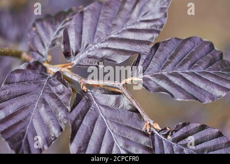Makro-Nahaufnahme von lila Kupferbuche Blättern Stockfoto