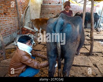 DISTRIKT KATNI, INDIEN - 04. JANUAR 2020: Ein Milchbauer melkt seinen Büffel in seiner lokalen Milchfarm, einer indischen Farmszene. Stockfoto