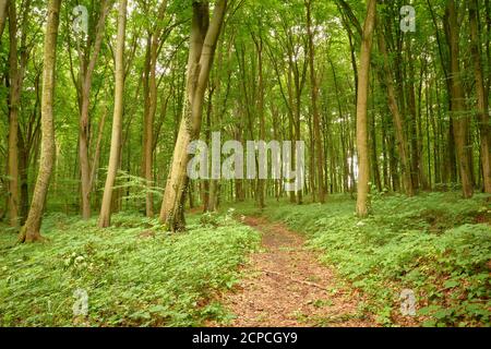 Entspannende grüne Ruhe. Schöner Waldweg. Ruhiger Spaziergang im Wald. Märchenhafte Waldlandschaft. Landschaftlich reizvolle Waldlandschaft. Europäische gemeine Buche Stockfoto