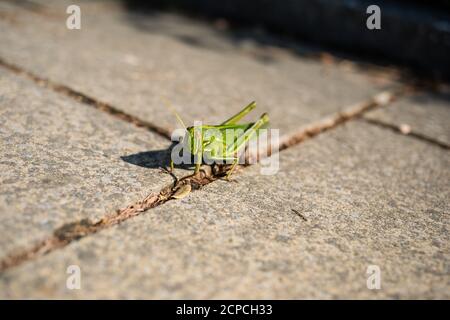 Grasshopper im Victoria Park, Tin Hau Stockfoto