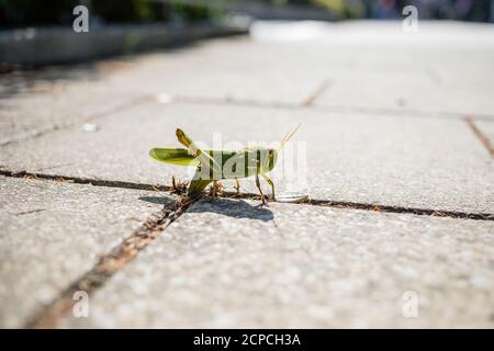 Grasshopper im Victoria Park, Tin Hau Stockfoto