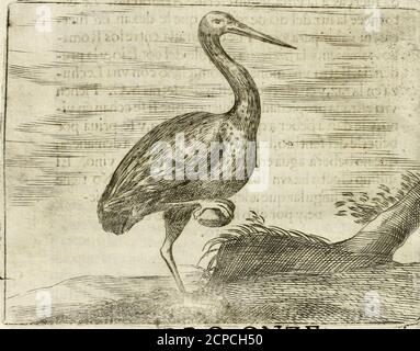 . Govierno allgemein, moralisch, y politico : hallado en las aves Mas generosas y nobles : sacado de sus naturales virtudes y propiedades . g&gt; R pro- PROPIEDADES DÉLA GRVLLA.. UBRO ONZE. CAPITVLO L. IVE de Palamedes llaman los Poetas a eftePaxaro,ó Aues-Naupl{ades,porNaupleo.Y la razón es, porque Fue el primero queadvirtió que quando huelan, ó eílán mu-chas juntas (y ele ox^njfip [9 dla;^^^^ tres letras Grie-