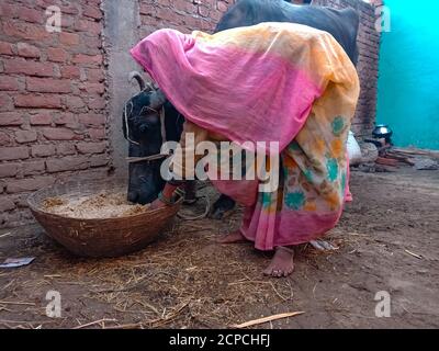 DISTRIKT KATNI, INDIEN - 04. JANUAR 2020: Eine Milchbäuerin, die Büffeln Trockengras in ihrer lokalen Milchfarm, einer indischen Farmszene, gibt. Stockfoto