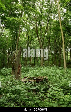 Holzblock. Knackiger Baumstamm in den grünen Wäldern. Entspannende Waldlandschaft. Landschaftlich reizvolle Waldlandschaft. Gemäßigter Laubwald. Gewöhnliche Buchen Stockfoto