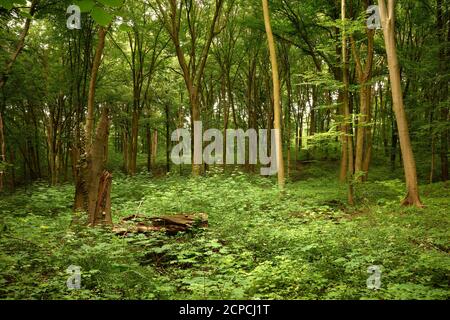 Stück Holz. Knackiger Baumstamm in den grünen Wäldern. Ruhige Waldlandschaft. Landschaftlich reizvolle Waldlandschaft. Gemäßigter Laubwald. Gewöhnliche Buchen Stockfoto
