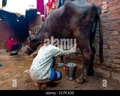 DISTRIKT KATNI, INDIEN - 04. JANUAR 2020: Ein kleines Mädchen aus Milchviehhalter melkt ihren Büffel in ihrer lokalen Milchfarm, einer indischen Farmszene. Stockfoto