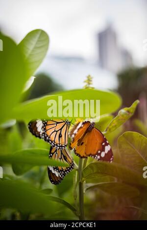 Schmetterling kleiner Monarch, Danaus chrysippus, auch Afrikanischer Monarch oder gewöhnlicher Tiger im Hong Kong Park Stockfoto