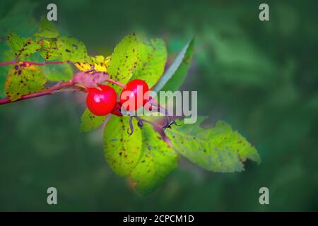 Leuchtend roter Hund stieg Hüften auf einem Zweig Nahaufnahme. Wilde Hagebutten in der Natur. Stockfoto