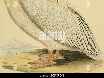 . Eine Geschichte der Vögel Europas, nicht auf den Britischen Inseln beobachtet. WEISSER PELIKAN. WHITE PELICAN, 175 von einem kranken Juni, 1849, in der Nachbarschaft von Guete, und drei andere in der Nähe von Libourne, in der Abteilung vonthe Gironde, die er vermutet wurden fliegen zu thegrounds, in denen sie gewöhnlich lebten, und daser dann das Theater des Krieges. Mr. W. H. Simpson (Ibis, Bd. iii, S. 366) beschreibt, was ein prächtiger Anblick gewesen sein muß, nämlich eine Herde Pelikane, die er von dieser Art annahm, zahlend mehrere Tausende, die in der Dobrudscha nach Norden fliegen.Lord Lilford (Ibis, Bd. ii, S. 355, Stockfoto