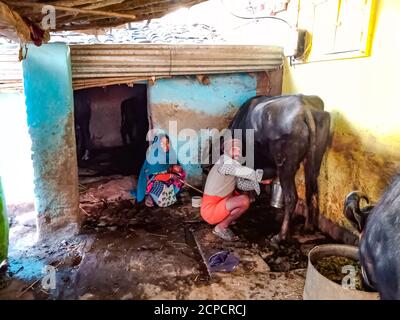 DISTRIKT KATNI, INDIEN - 04. JANUAR 2020: Ein Paar Milchbauern melkt seine Büffel in seiner lokalen Milchfarm, einer indischen Farmszene. Stockfoto