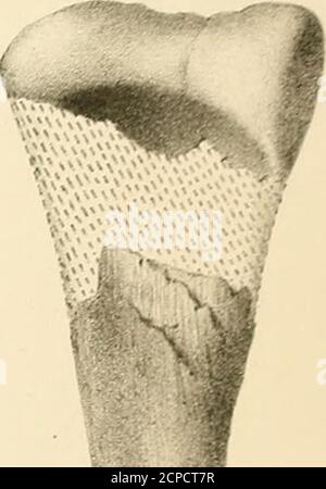 . Synopsis of the Extinct Batrachia, Reptilia and Aves of North America . Stockfoto