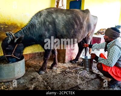 DISTRIKT KATNI, INDIEN - 04. JANUAR 2020: Ein Milchviehbauer, der seine Büffel melkt, melkt in seiner lokalen Milchfarm, einer indischen Farmszene. Stockfoto