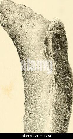 . Synopsis of the Extinct Batrachia, Reptilia and Aves of North America . Stockfoto