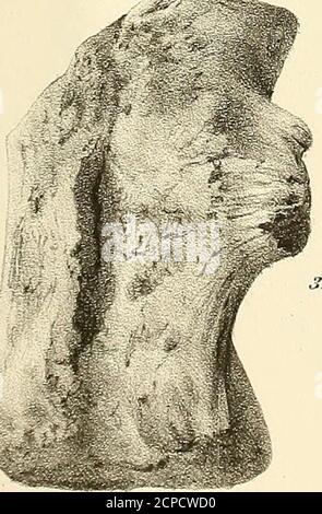 . Synopsis of the Extinct Batrachia, Reptilia and Aves of North America . Stockfoto