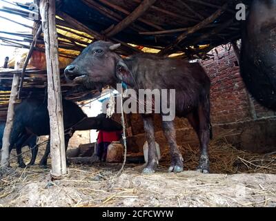 DISTRIKT KATNI, INDIEN - 04. JANUAR 2020: Buffalo Nahaufnahme auf selektivem Gesicht auf der lokalen Milchviehfarm, einer indischen Farmszene. Stockfoto