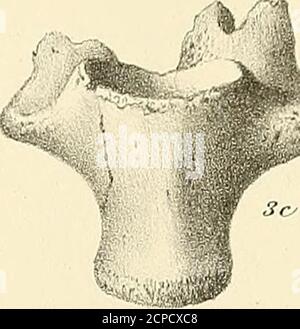 . Synopsis of the Extinct Batrachia, Reptilia and Aves of North America . Stockfoto