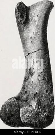 . Synopsis of the Extinct Batrachia, Reptilia and Aves of North America . Stockfoto