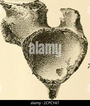 . Synopsis of the Extinct Batrachia, Reptilia and Aves of North America . Stockfoto