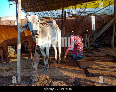 DISTRIKT KATNI, INDIEN - 04. JANUAR 2020: Kuh Nahaufnahme auf selektivem Gesicht auf lokalem Milchviehbetrieb, einer indischen Farmszene. Stockfoto