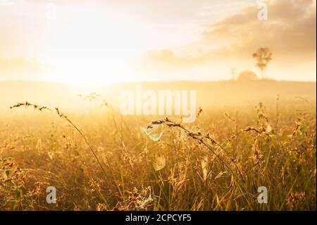 Glühendes Spinnennetz, das bei Sonnenaufgang auf Grasblumen hängt, glitzerndes Spinnennetz und Morgentau im frühen Licht. Selektiver Fokus. Stockfoto